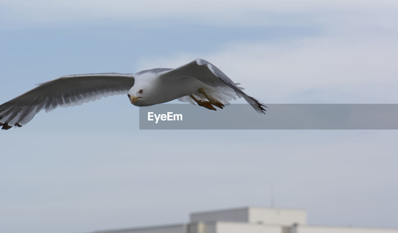 Low angle view of seagull flying against the sky