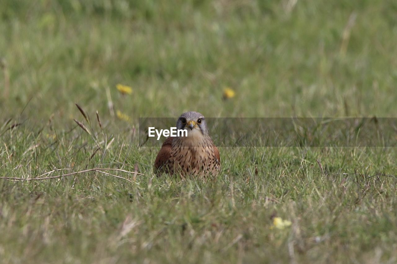 View of bird of prey  perching on grass