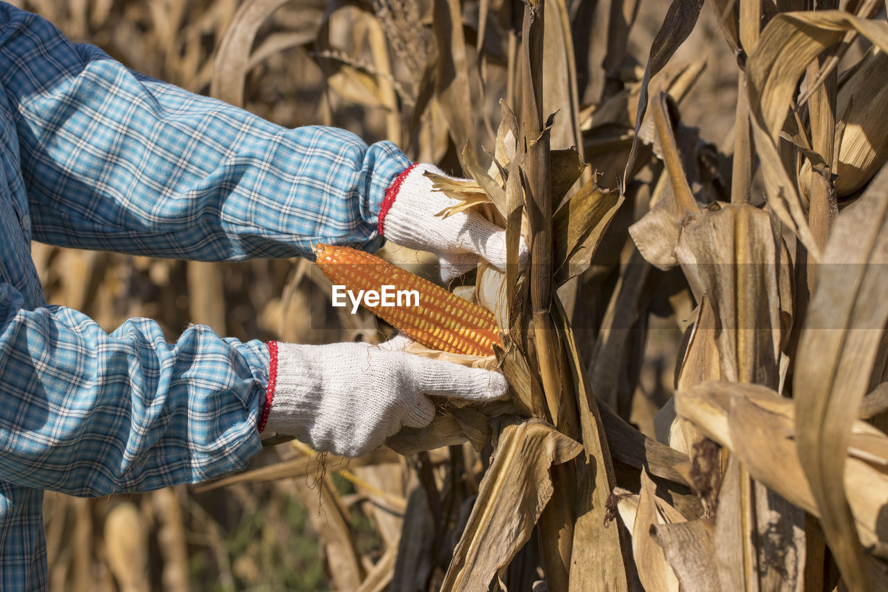 Midsection of farmer picking corns in farm