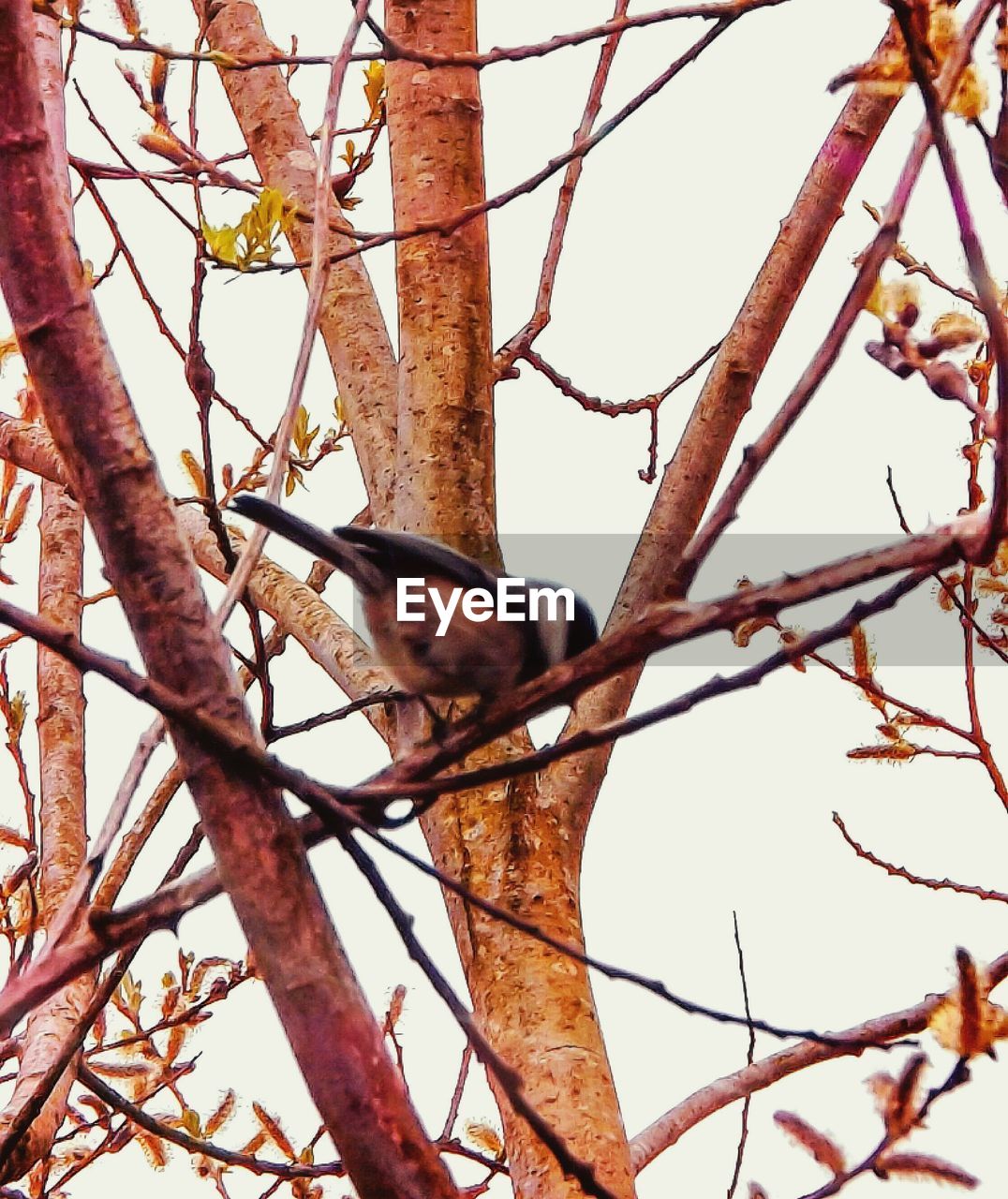 LOW ANGLE VIEW OF BIRDS PERCHING ON TREE