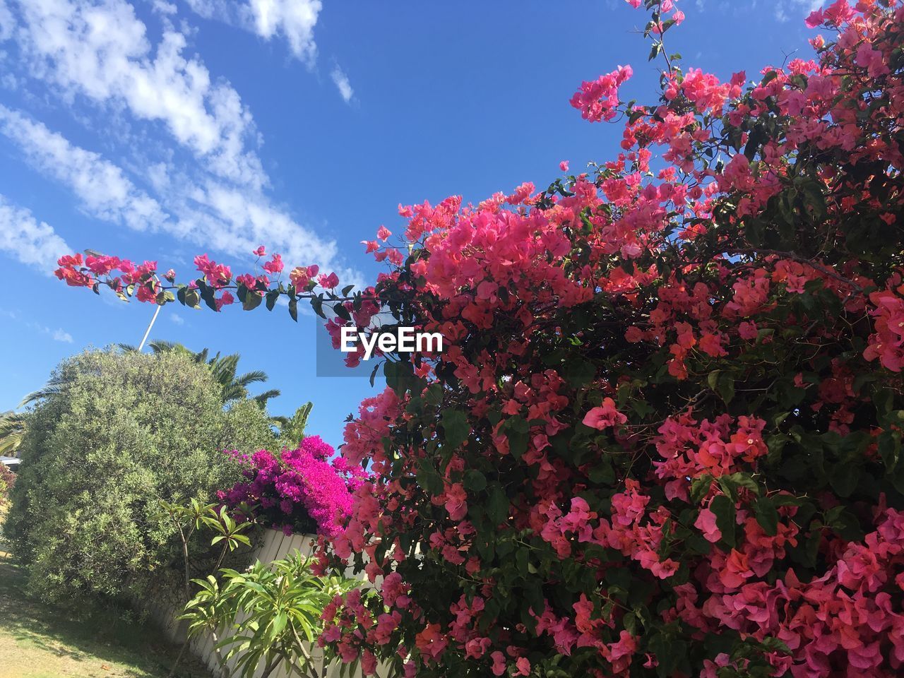 LOW ANGLE VIEW OF PINK FLOWERING PLANT AGAINST SKY