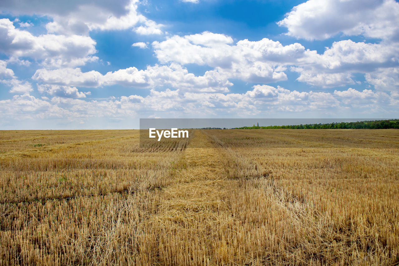 Scenic view of agricultural field against sky