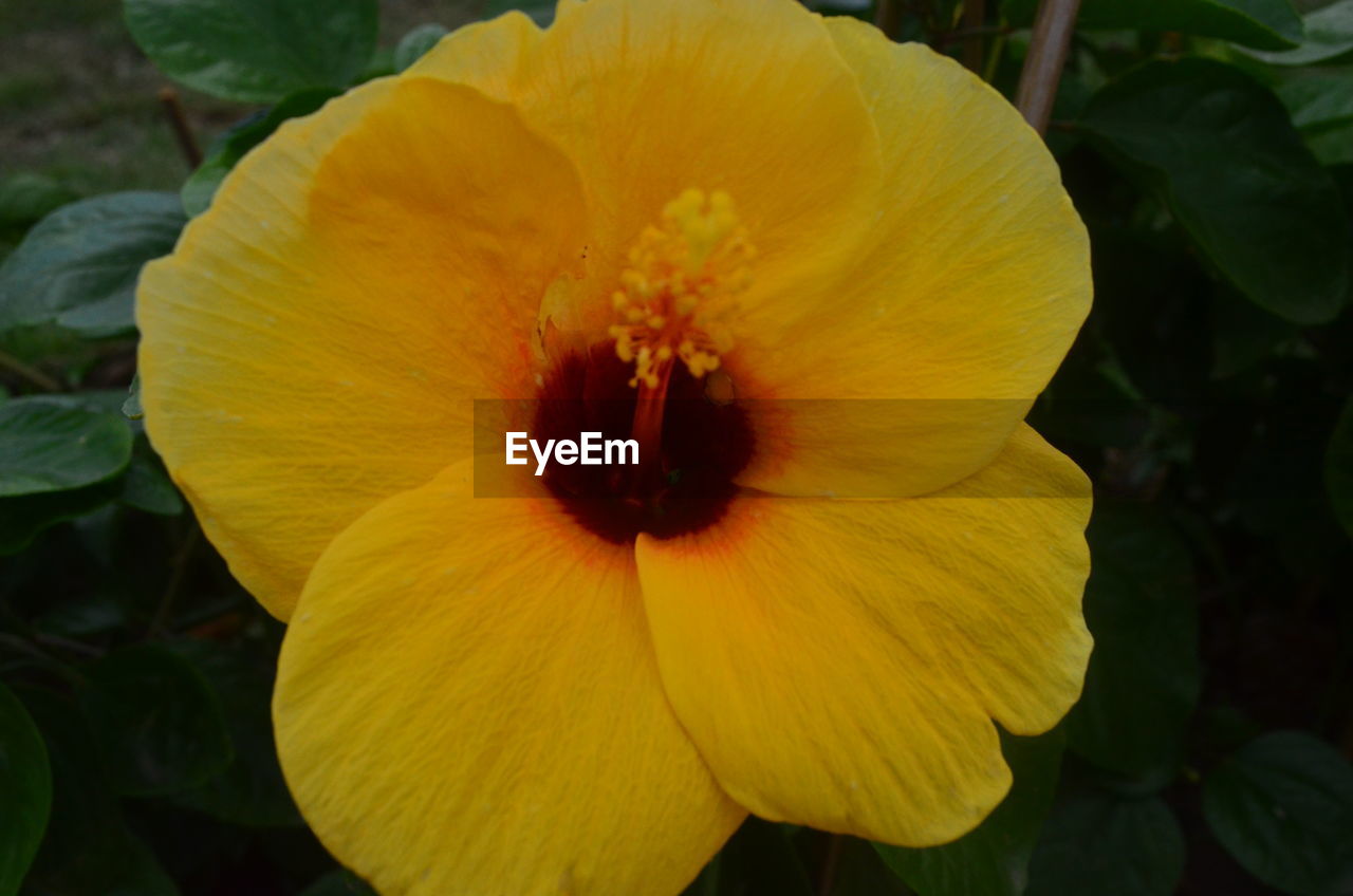 CLOSE-UP OF HIBISCUS BLOOMING OUTDOORS