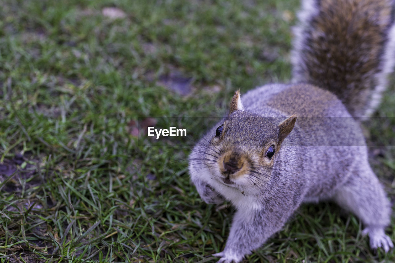 Close-up portrait of squirrel sneaking towards camera