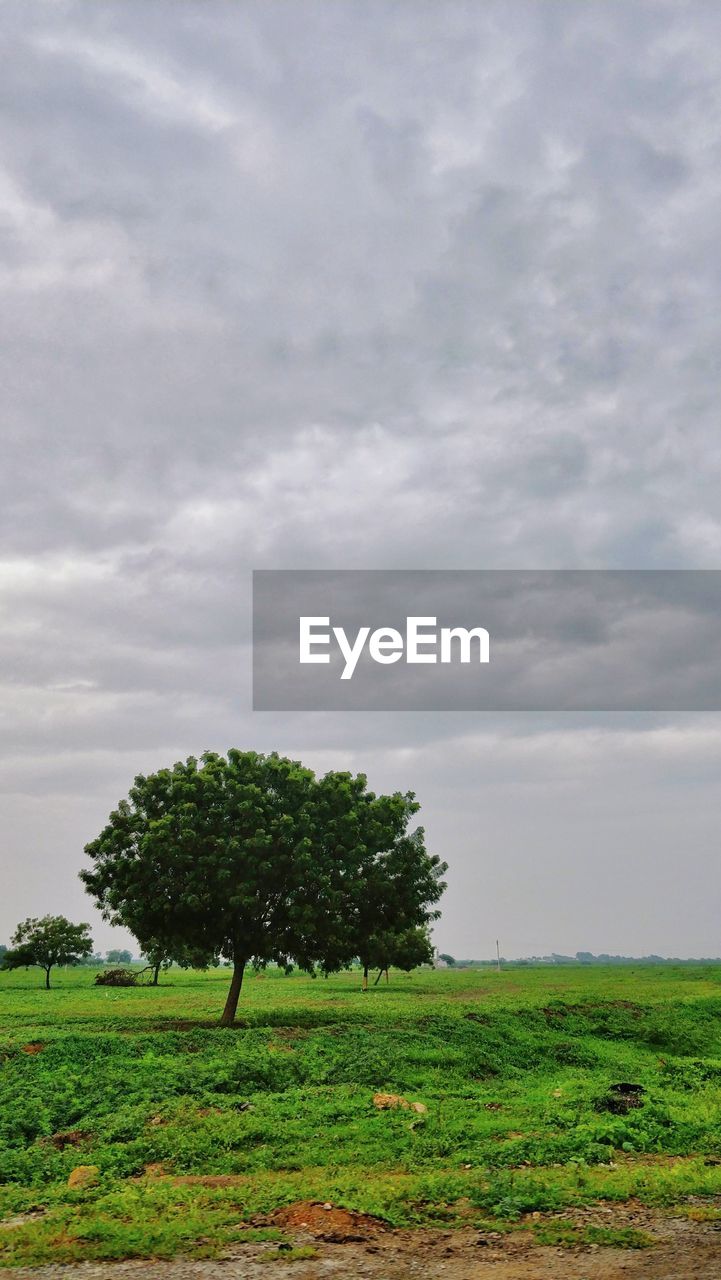 SCENIC VIEW OF CLOUDY SKY OVER GREEN LANDSCAPE