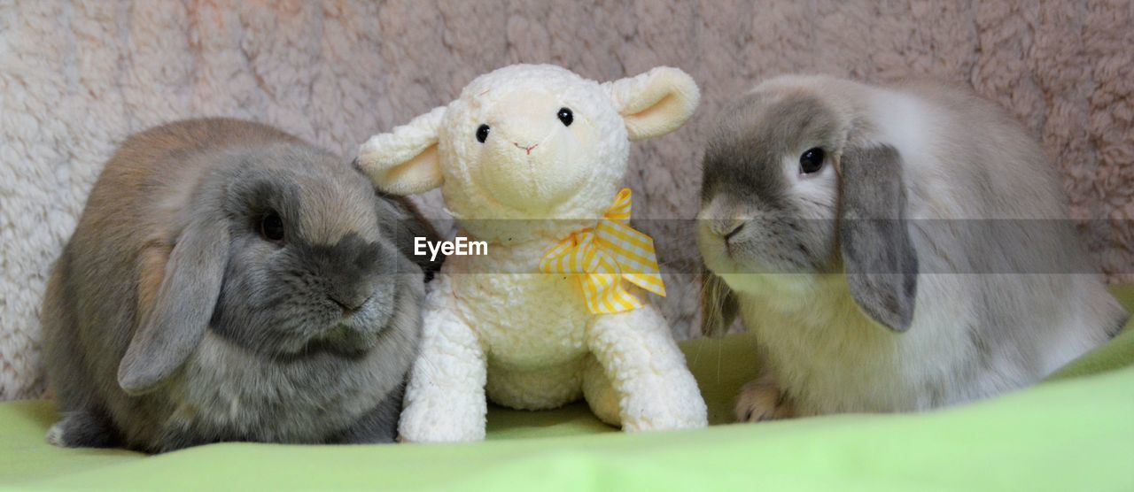 Close-up of rabbits with toy 