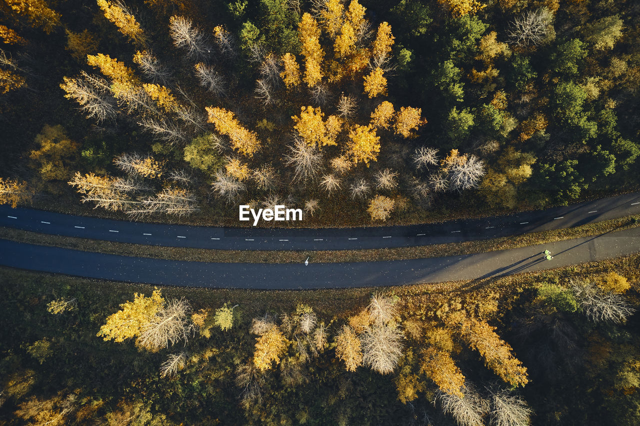 Asphalt road and autumn trees in forest