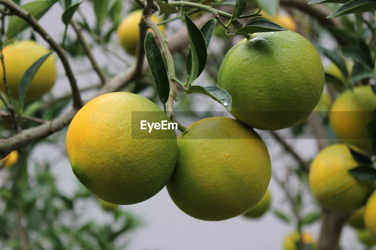 CLOSE-UP OF FRUITS