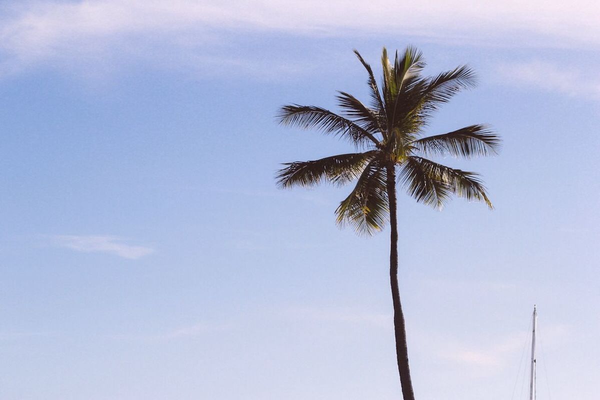 Low angle view of palm tree against blue sky