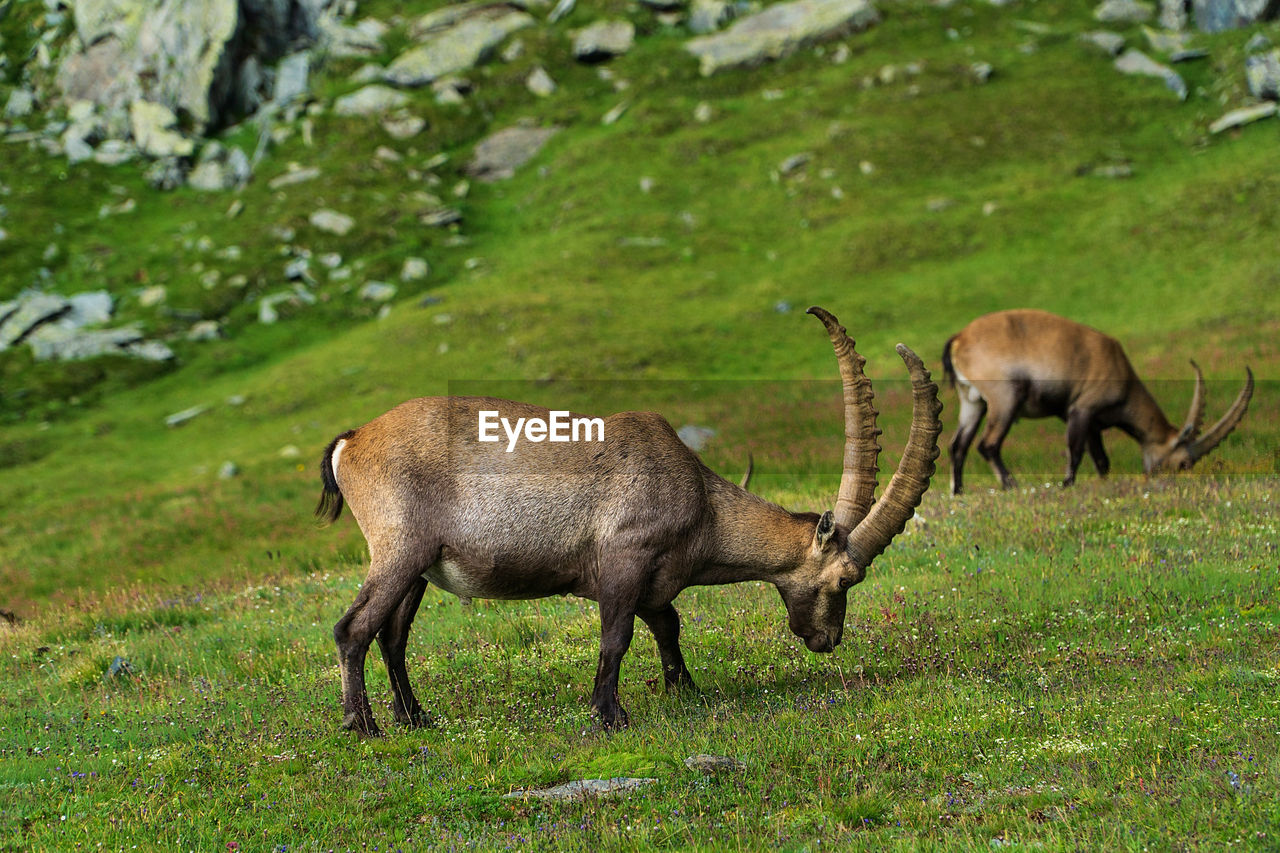 Side view of two ibex on field