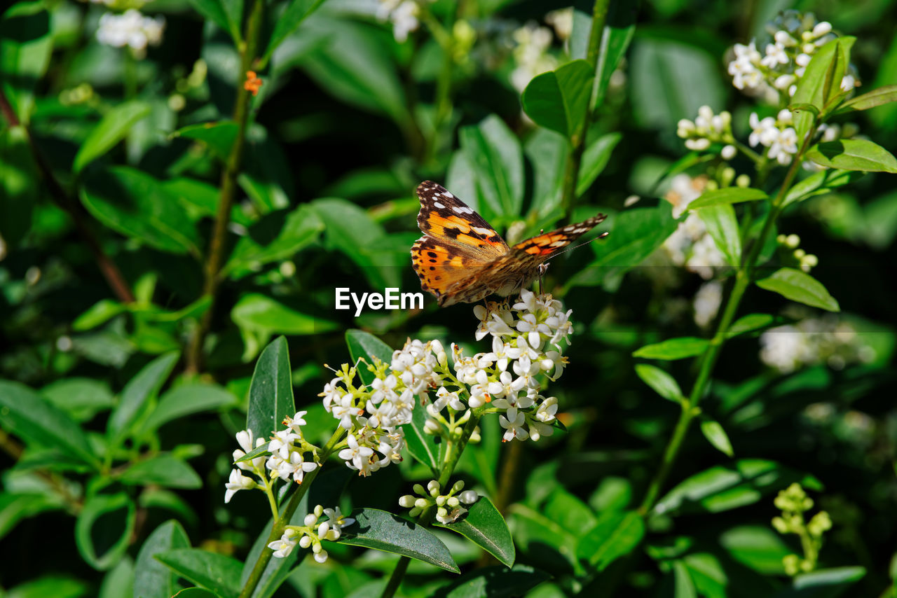 Close-up of butterfly pollinating on flower of privet hedge