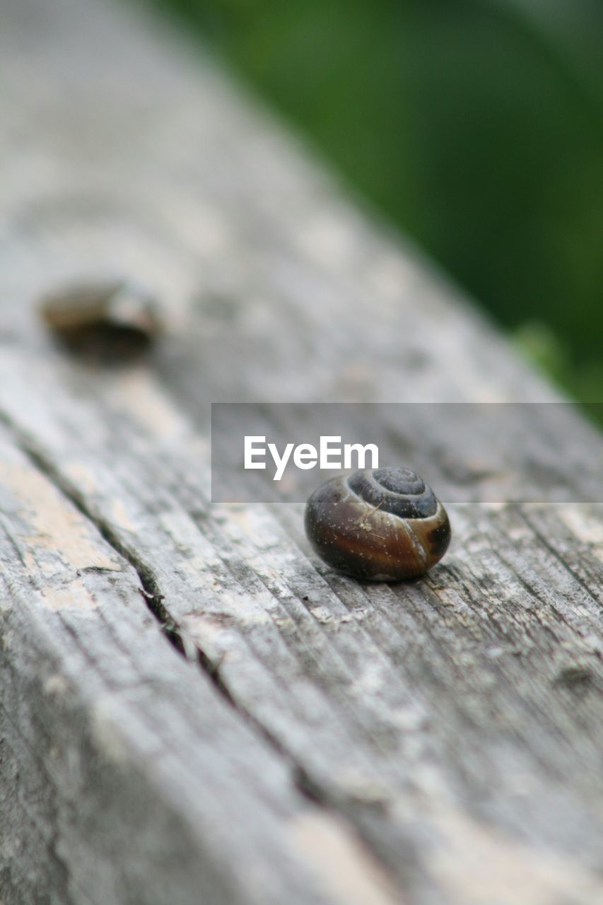 High angle view of animal shell on wood