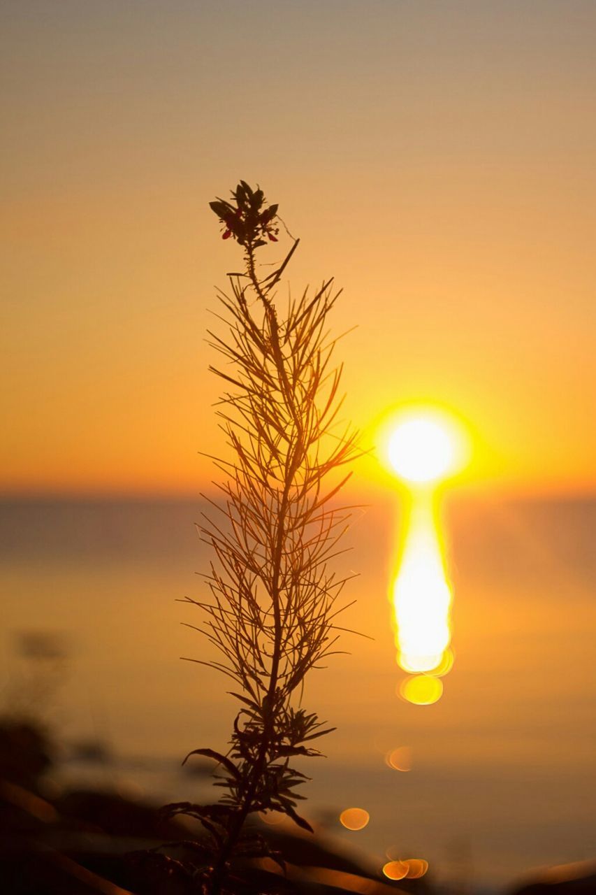 Close-up of tree against sea at sunset