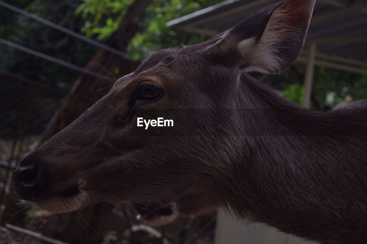 CLOSE-UP OF COW IN ZOO