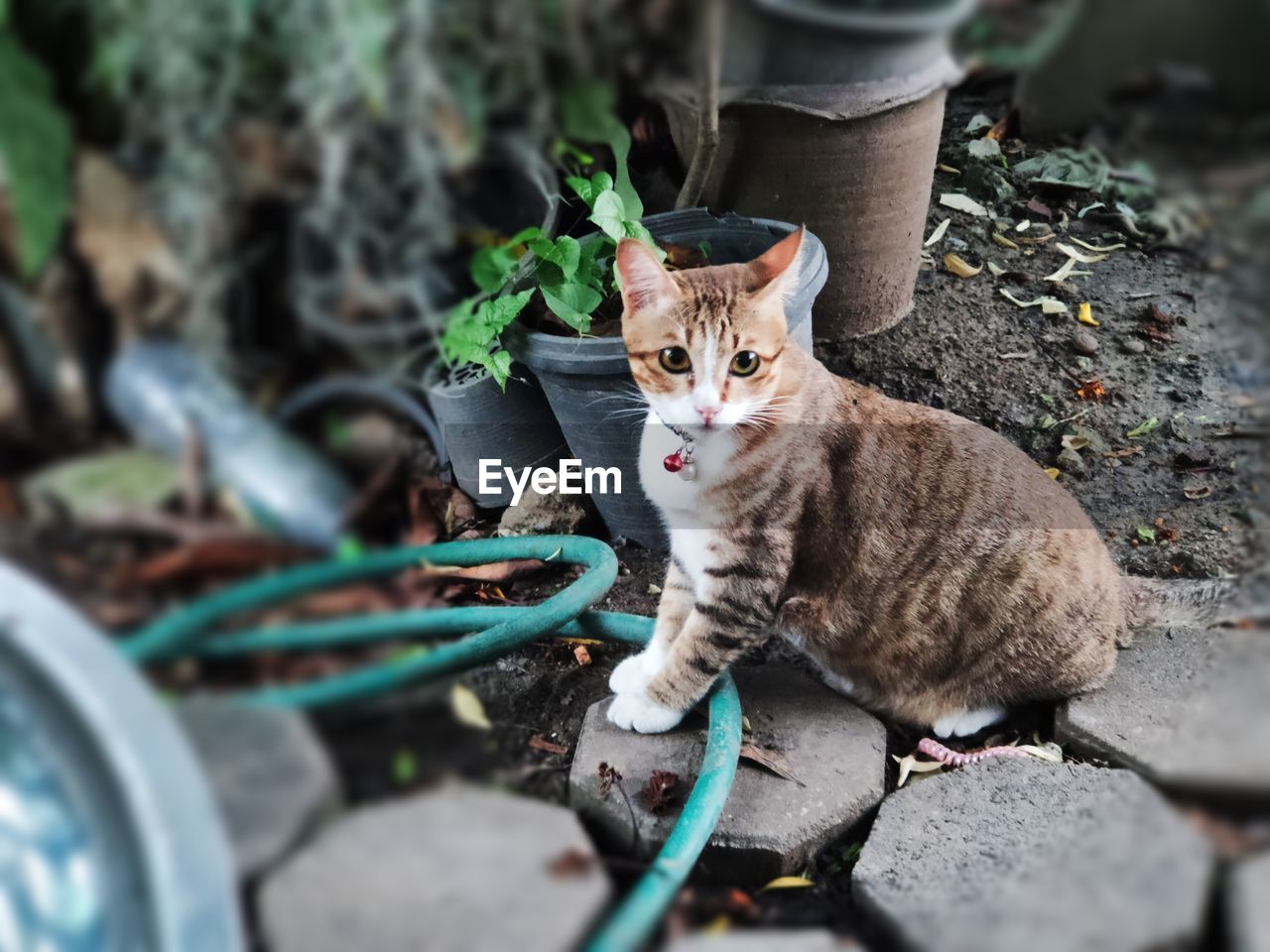 PORTRAIT OF TABBY CAT BY PLANTS