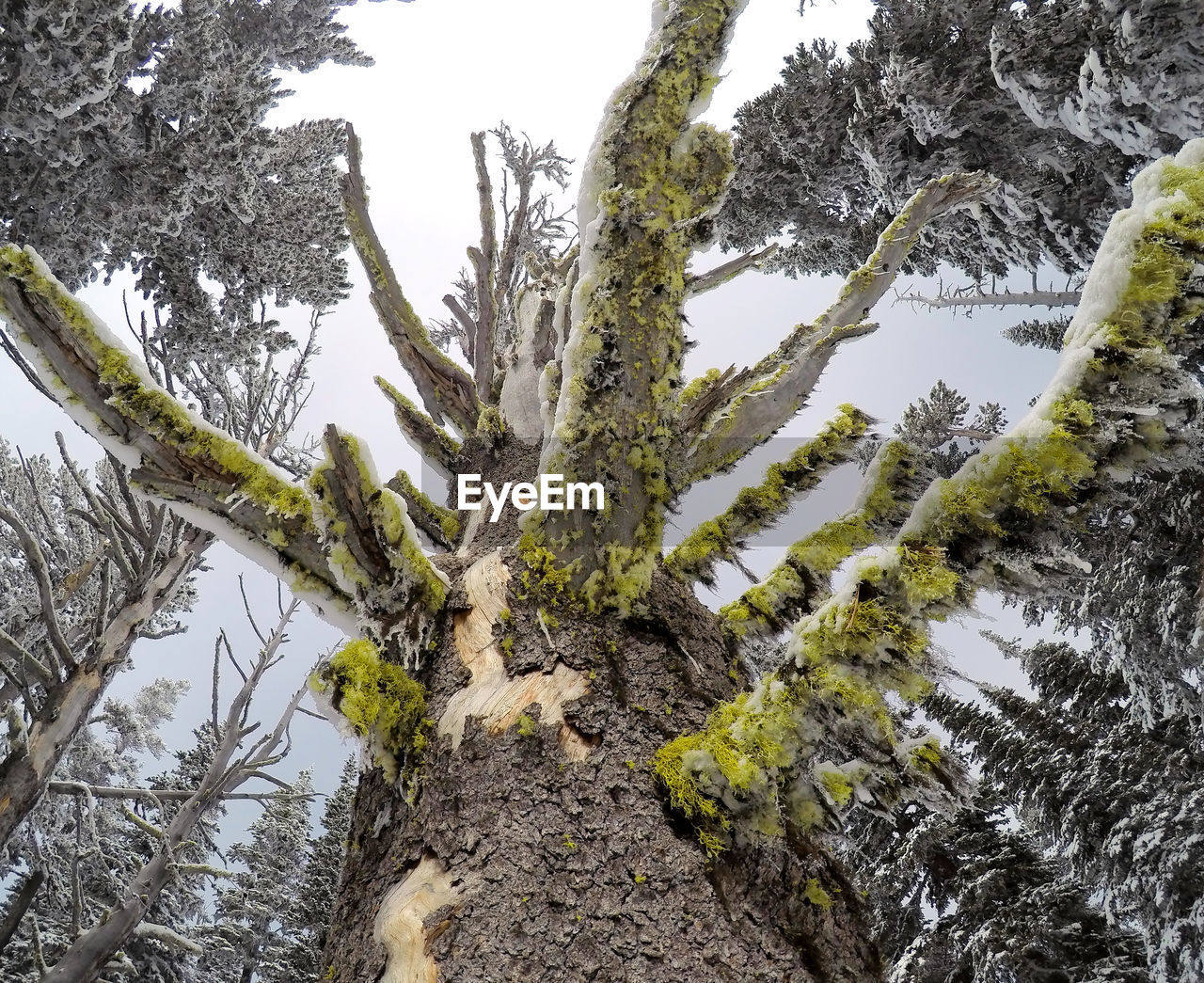 LOW ANGLE VIEW OF SNOW COVERED LAND TREES