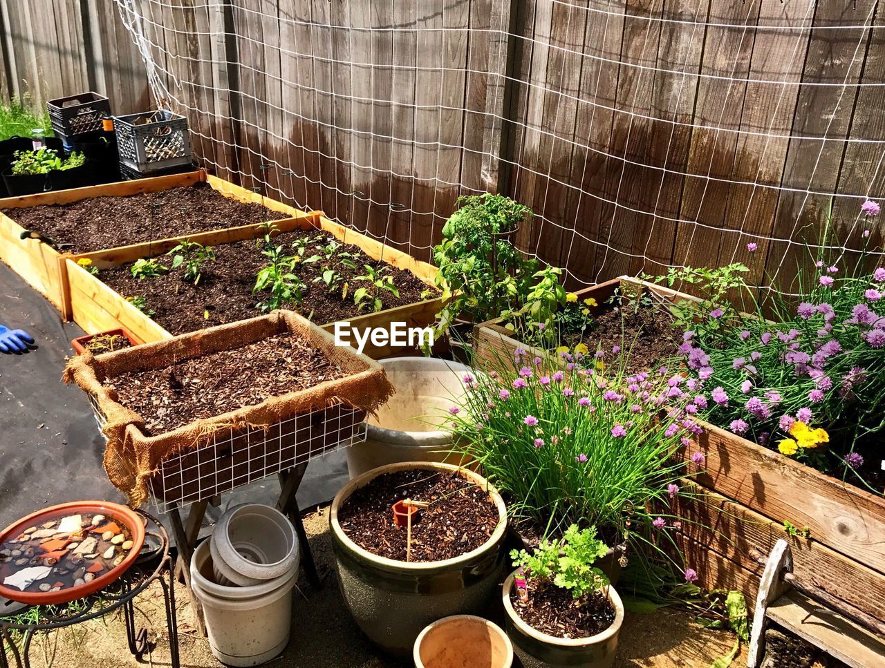 HIGH ANGLE VIEW OF PLANTS IN KITCHEN