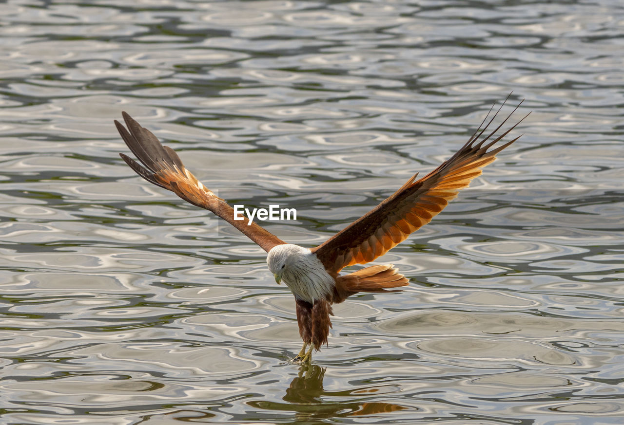 VIEW OF SEAGULL FLYING OVER LAKE