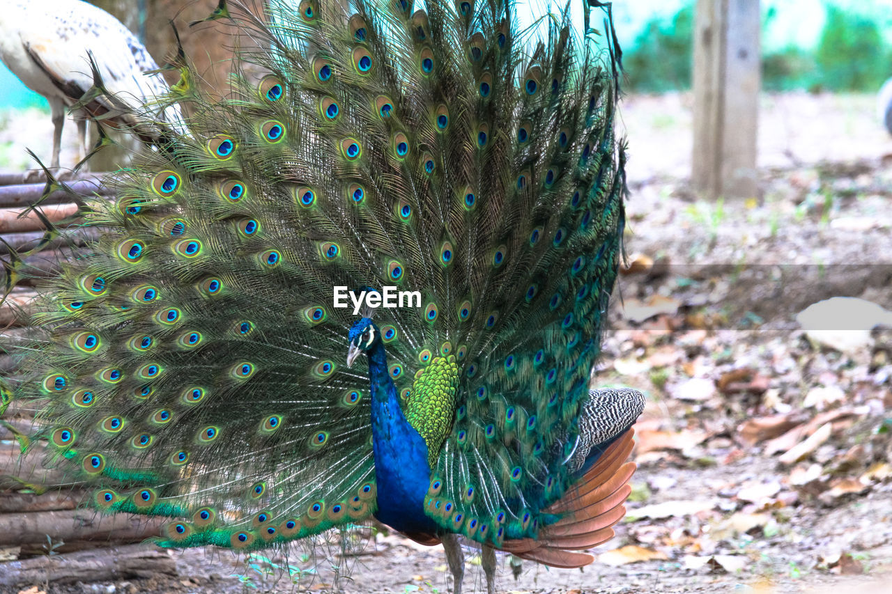 CLOSE-UP OF PEACOCK WITH FEATHERS ON FIELD