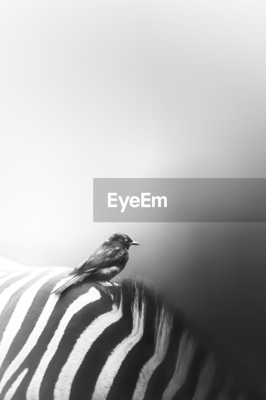 Side view of bird perching on zebra