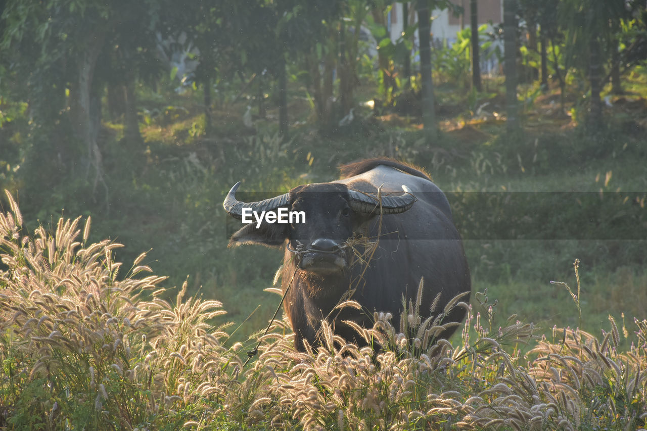 Water buffalo standing in grass field and eating grass.