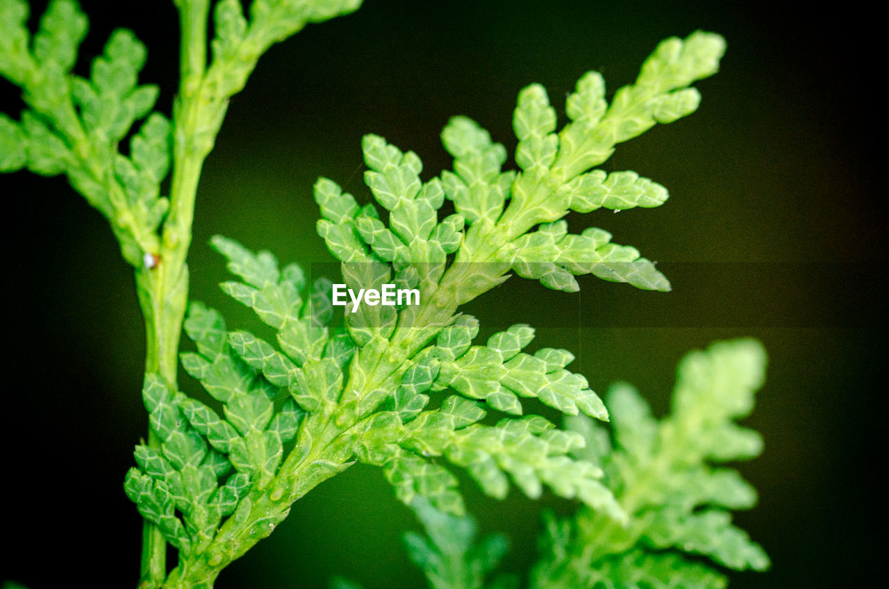 CLOSE-UP OF FRESH GREEN PLANT