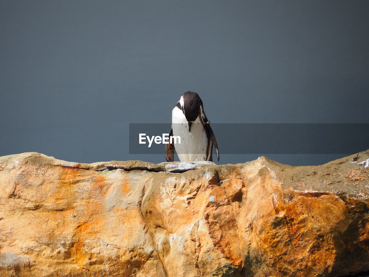 View of bird perching on rock