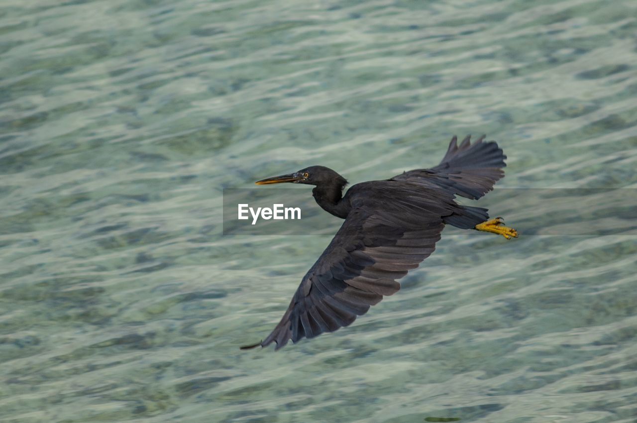 VIEW OF BIRD FLYING OVER SEA