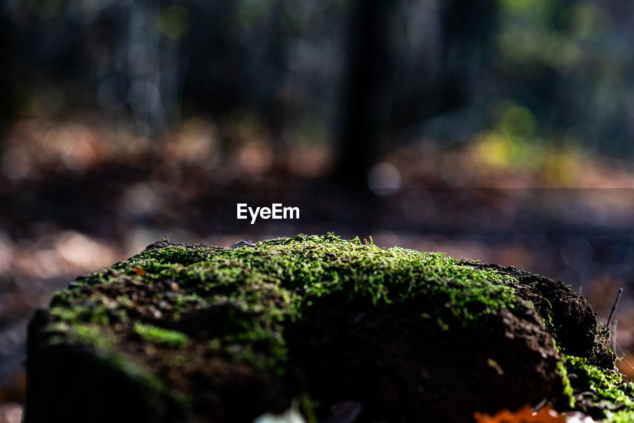 CLOSE-UP OF MOSS COVERED ROCKS