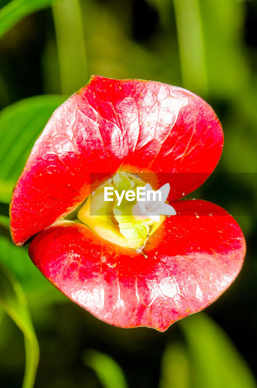 CLOSE-UP OF WET RED FLOWER BLOOMING