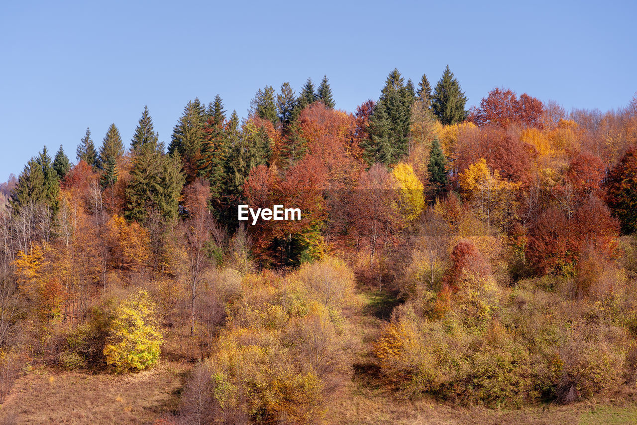 View of autumnal trees against clear sky