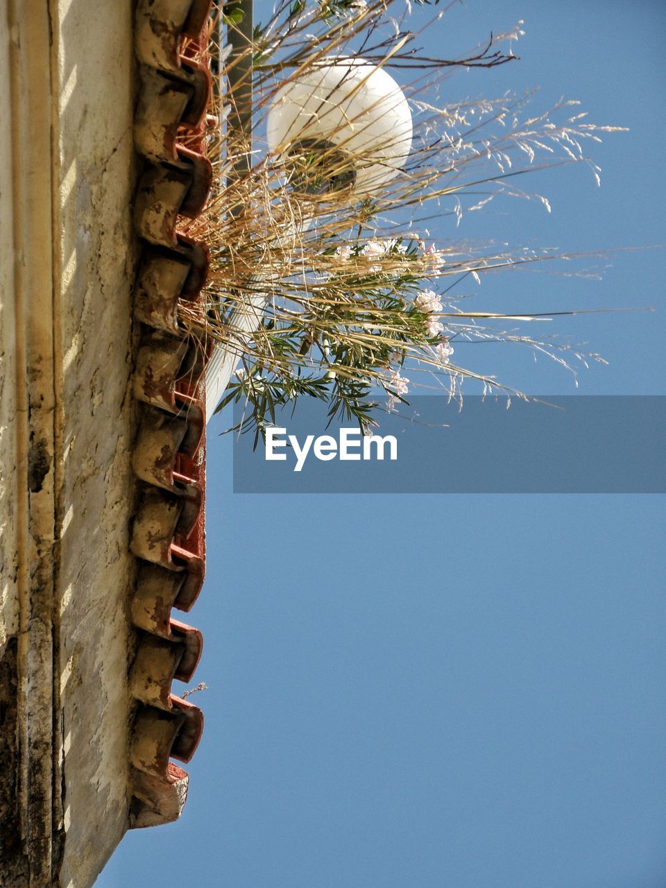 Close-up of flowers against clear sky