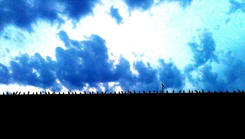 SILHOUETTE OF TREE ON LANDSCAPE AGAINST CLOUDY SKY