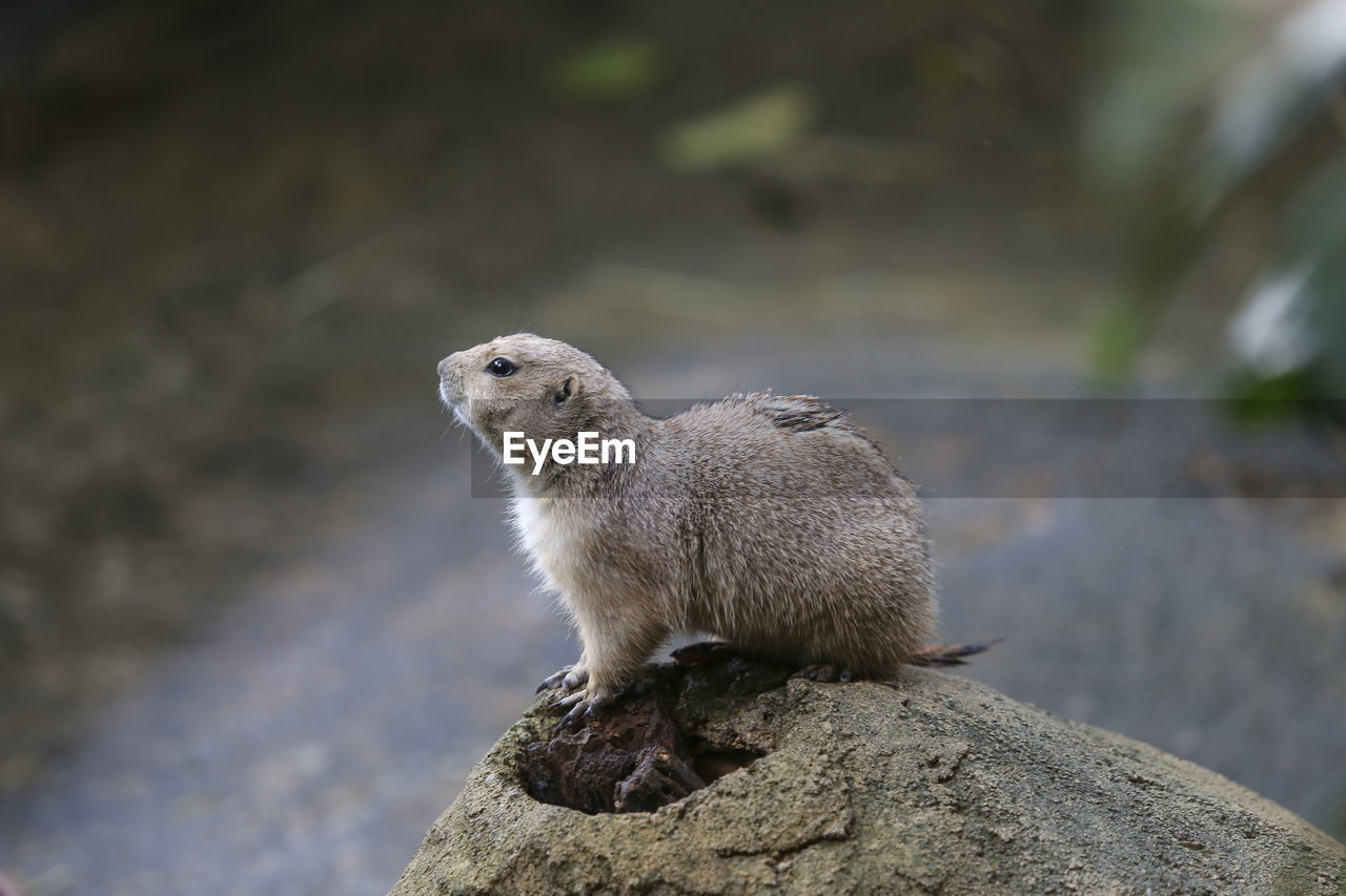 Prairie dog on rock