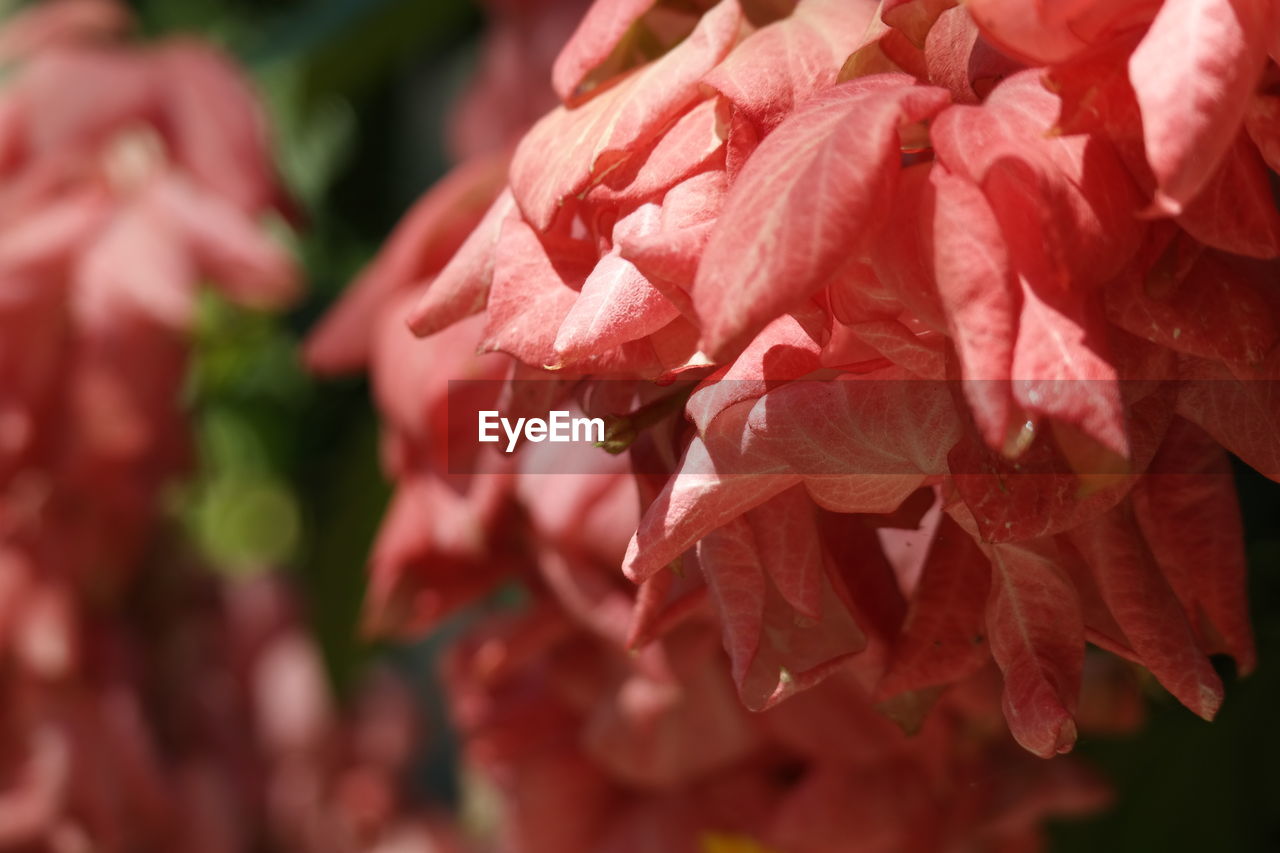 Close-up of pink flowers