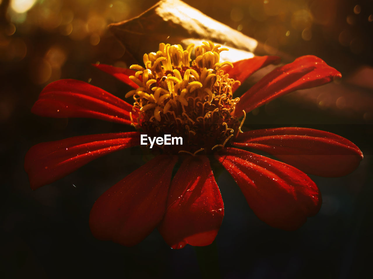 Close-up of red flower