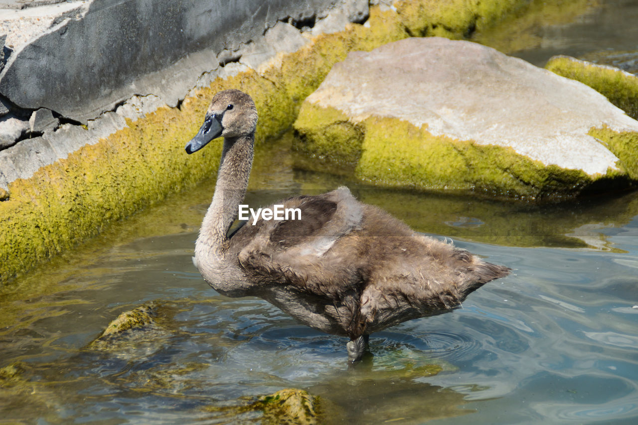 DUCK SWIMMING IN LAKE