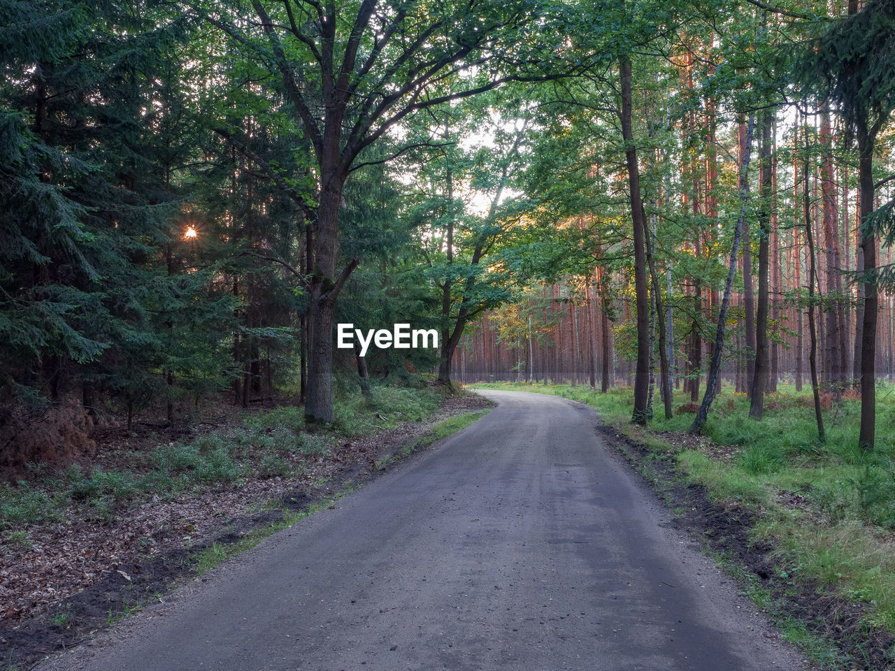 ROAD BY TREES IN FOREST