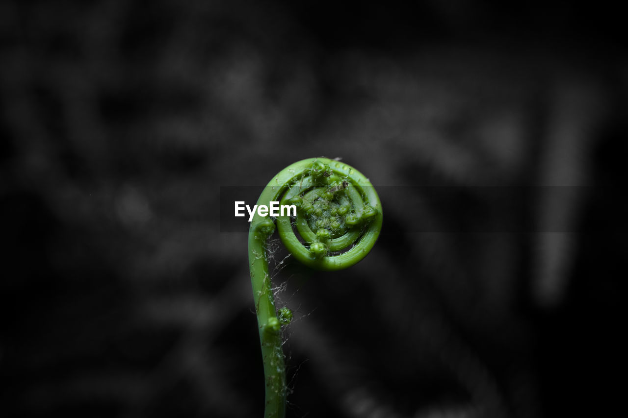 Close-up of spiral fern