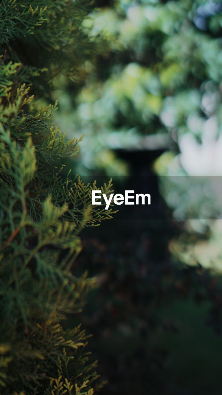 Close-up of plant in sunlight