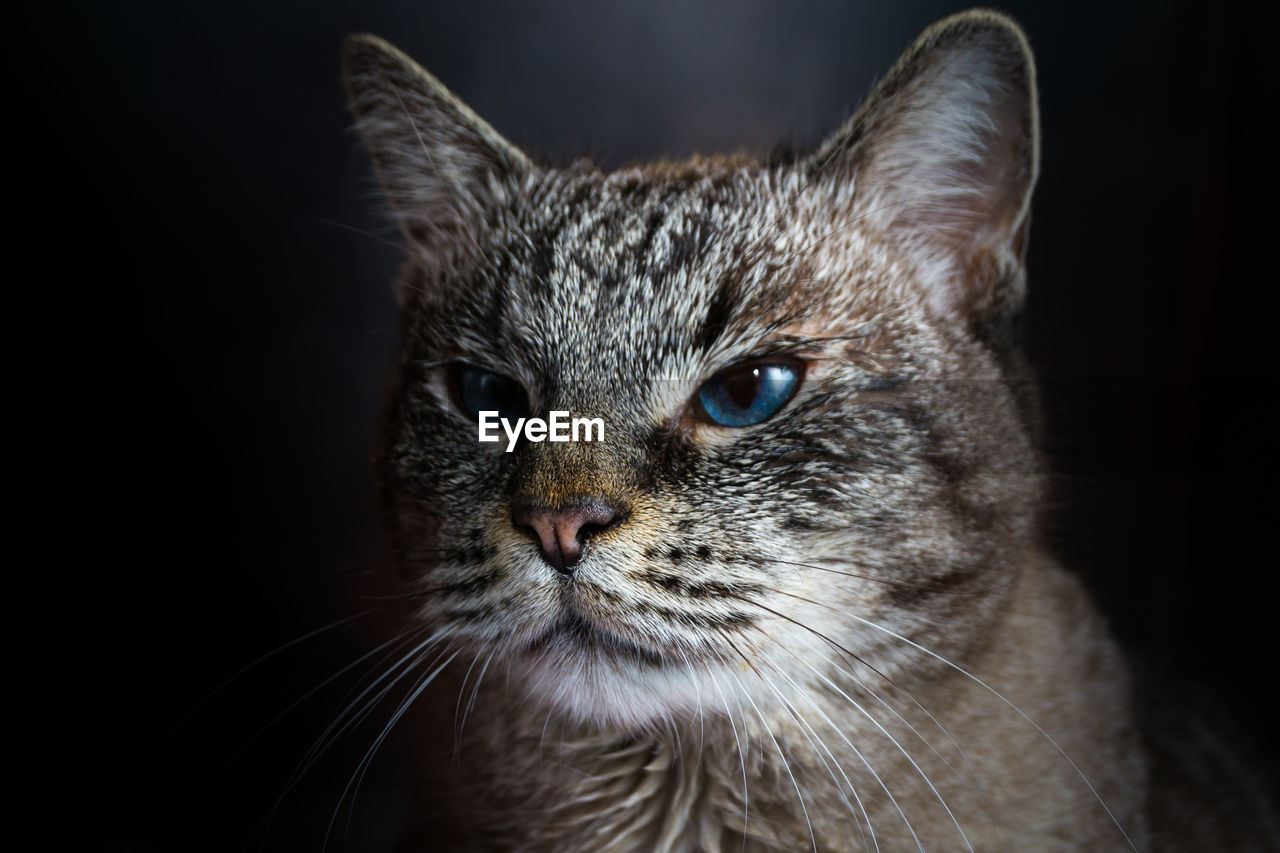 Portrait of a cat in the metallic cage at the veterinary clinic