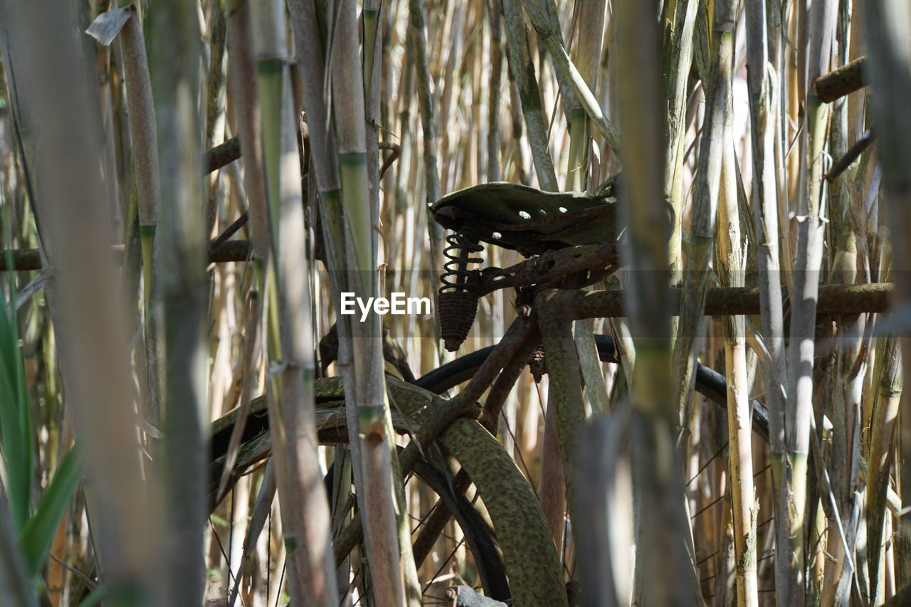 CLOSE-UP OF BAMBOO IN THE GROUND