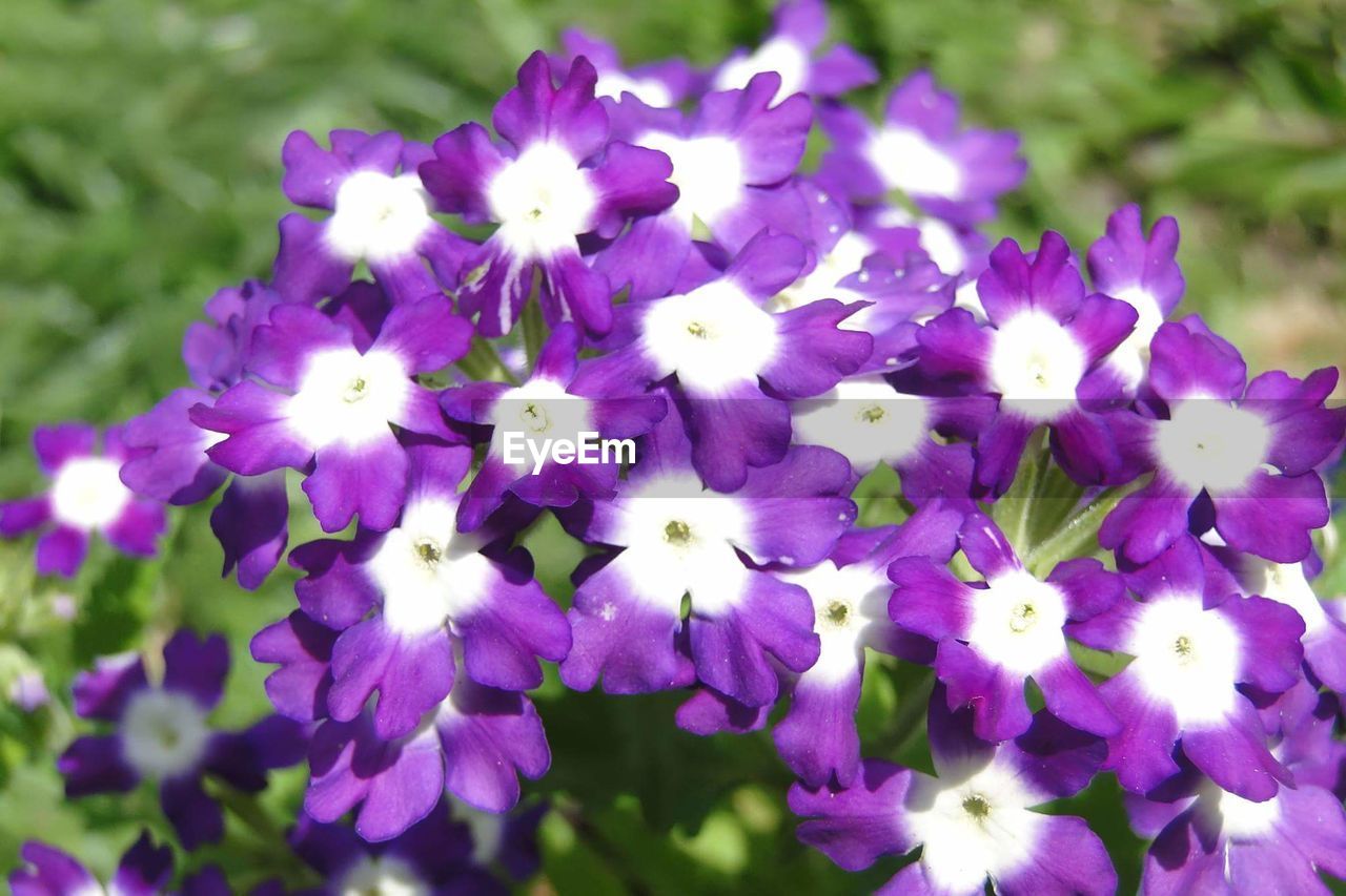 CLOSE-UP OF PURPLE FLOWER BLOOMING OUTDOORS