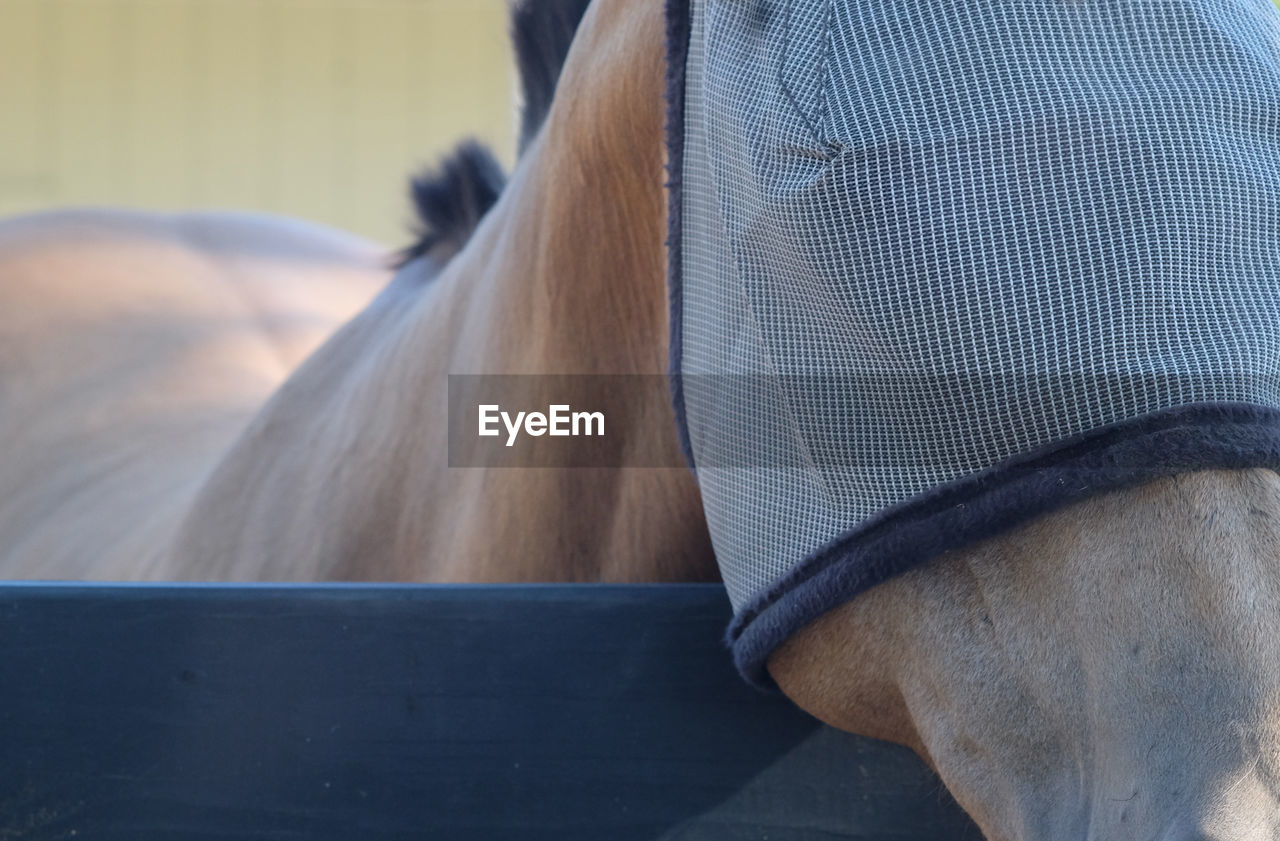 A horse capped with a fly mask Animal Themes California Close-up Day Domestic Animals Fly Cap Fly Mask Horse Horses Livestock Mammal One Animal Outdoors Real People USA