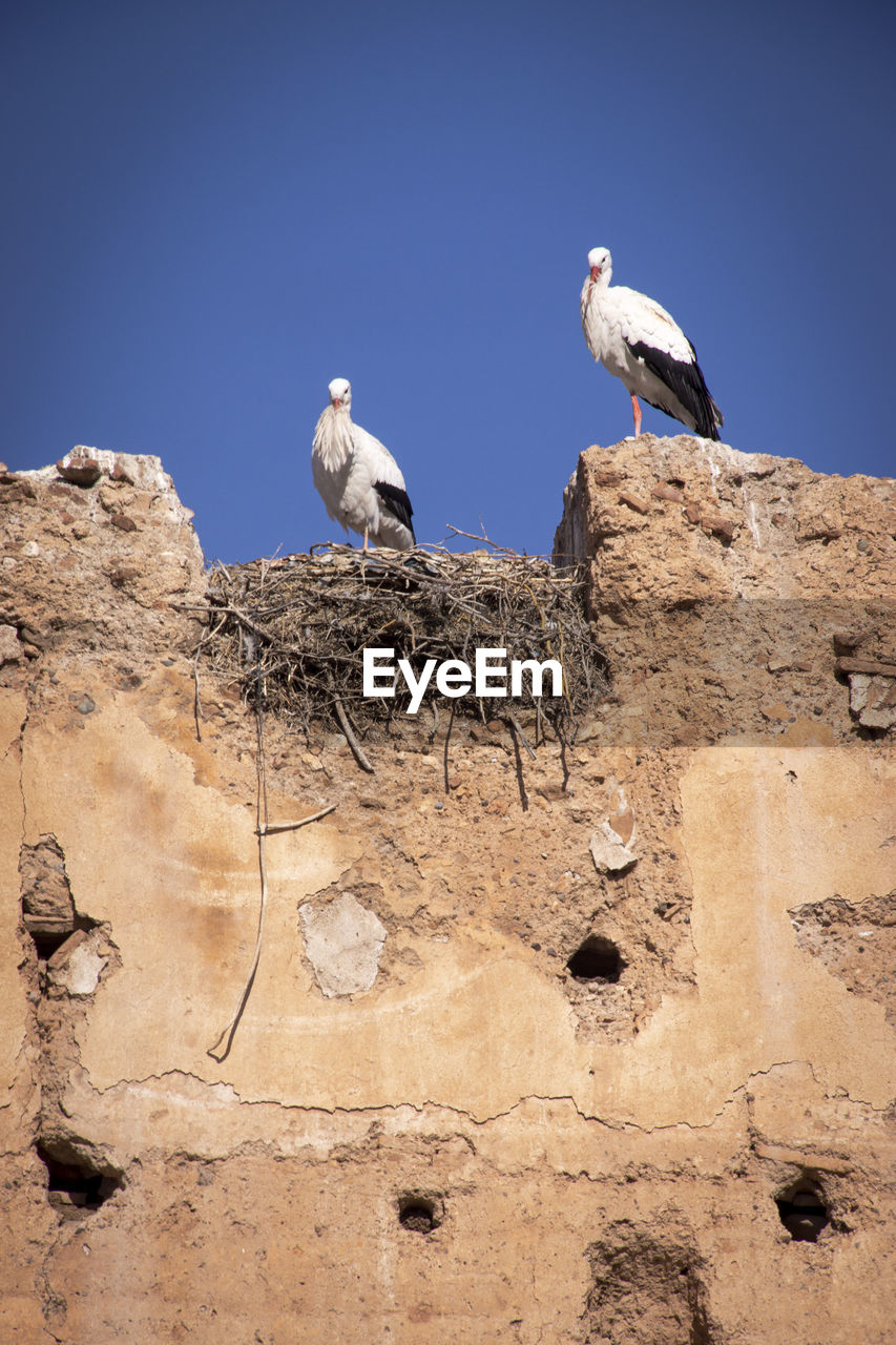 bird, animal themes, animal, wildlife, animal wildlife, perching, group of animals, nature, no people, sky, clear sky, blue, day, stork, two animals, wall, outdoors, rock, sunny, animal nest, low angle view, architecture, sunlight, white stork