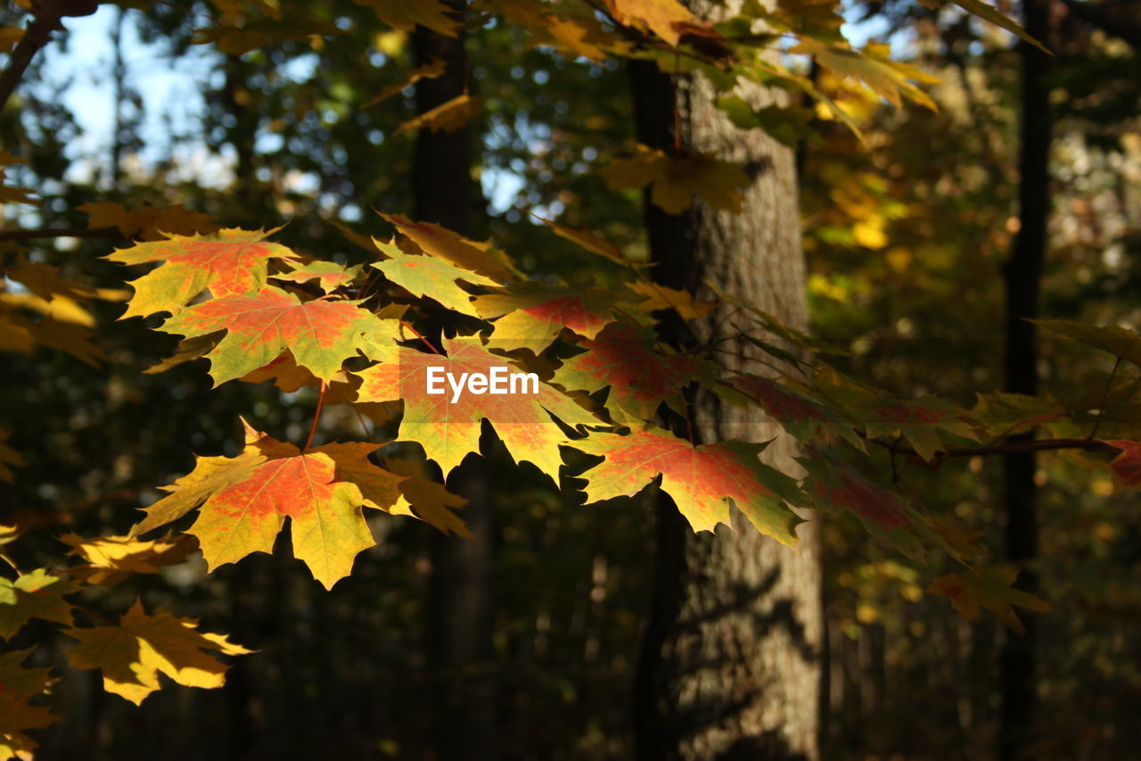 CLOSE-UP OF MAPLE LEAVES