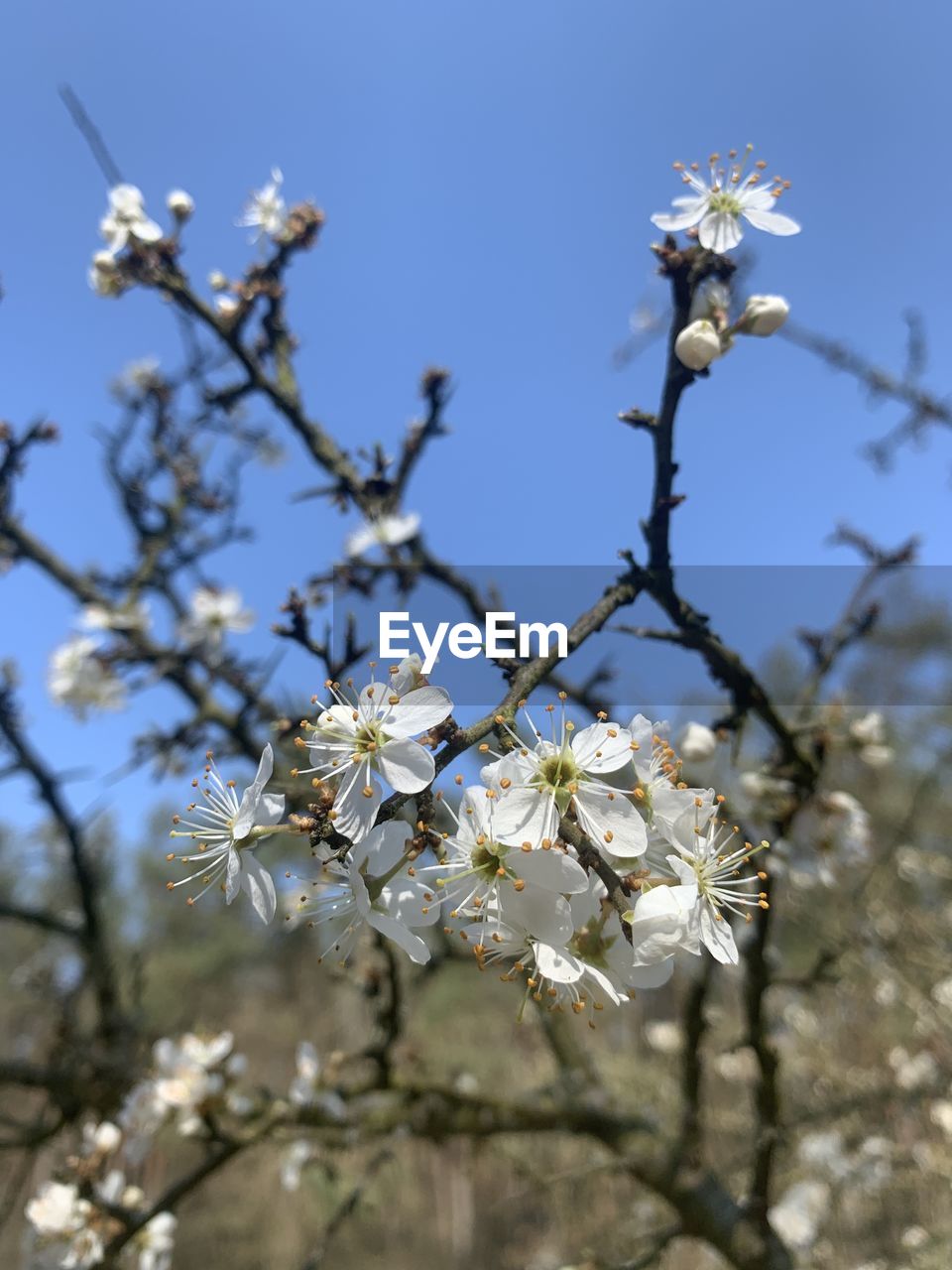 CLOSE-UP OF CHERRY BLOSSOMS AGAINST SKY