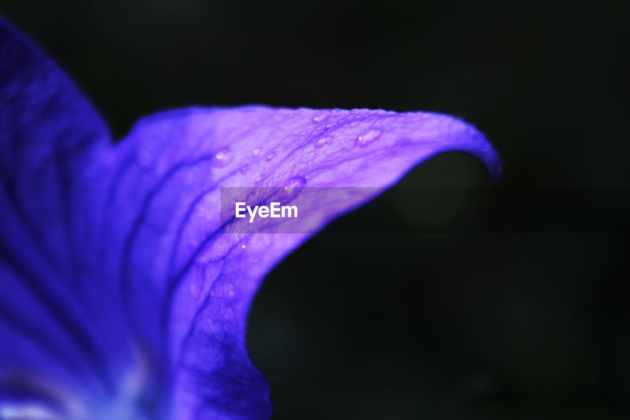 CLOSE-UP OF WATER DROPS ON PURPLE FLOWER