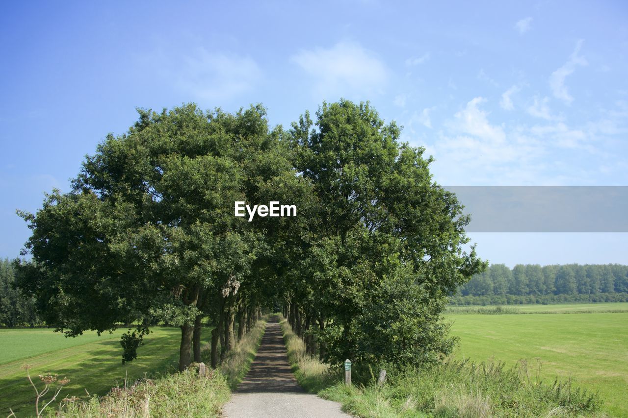 Trees on field against sky