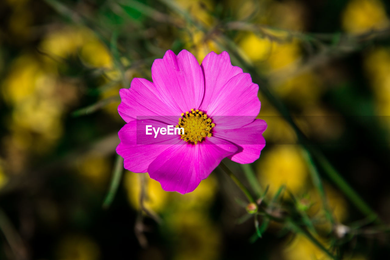 Sunlight shining on the pink cosmos flower against yellow background